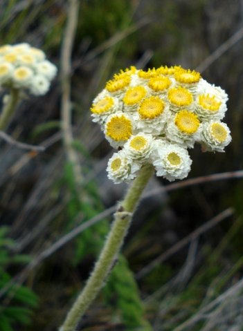 Helichrysum felinum old flowerheads