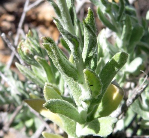 Helichrysum hebelepis stem leaves