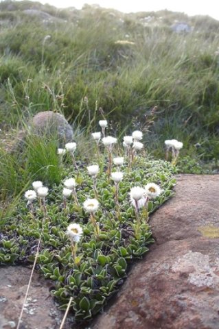 Helichrysum marginatum