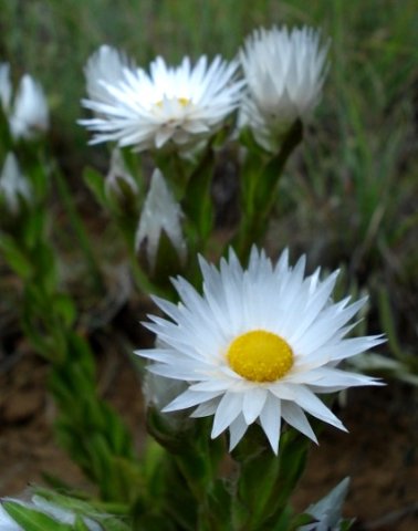 Helichrysum monticola flowerheads
