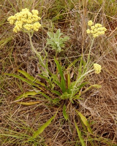 Helichrysum nudifolium narrow-leaved