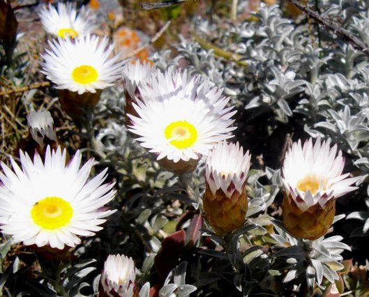 Helichrysum retortum flowerheads
