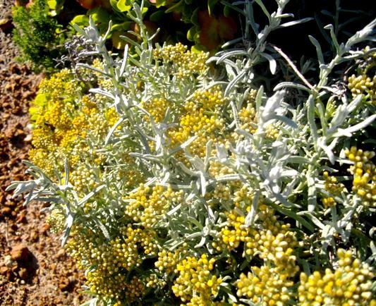 Helichrysum revolutum new leaves above the flowerheads