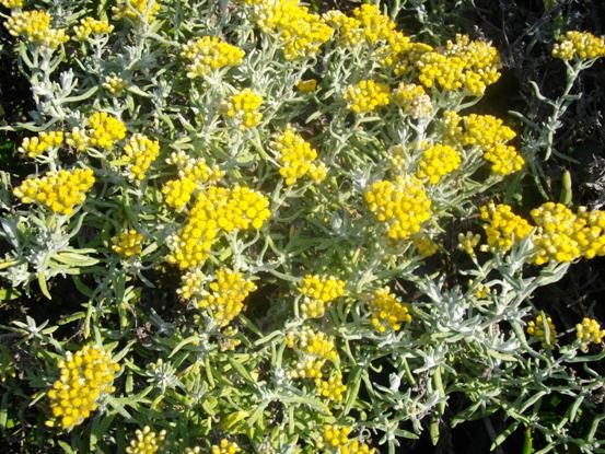 Helichrysum revolutum flowerheads