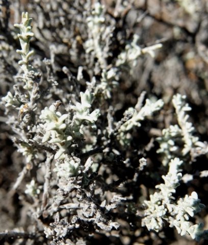 Helichrysum rosum branches