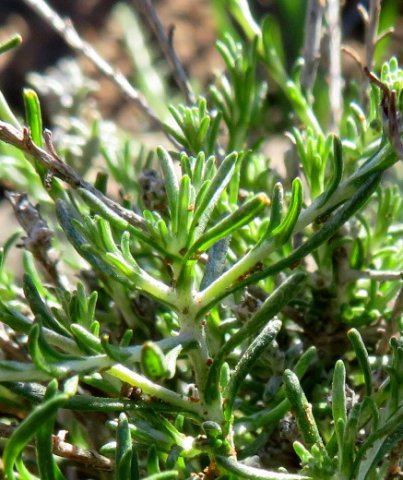 Helichrysum rosum well-watered at Minwater