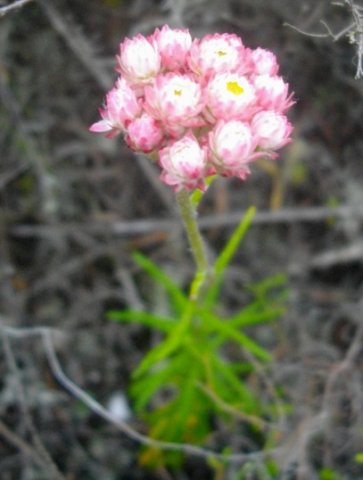 Helichrysum felinum heads in different stages