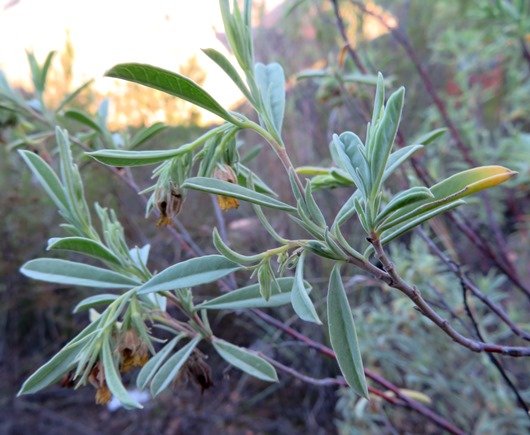 Hermannia lavandulifolia