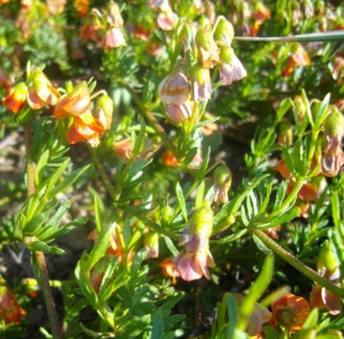 Hermannia pinnata leaves and flowers