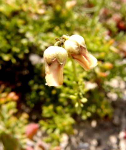 Hermannia procumbens subsp. orgasmiodorata flowers