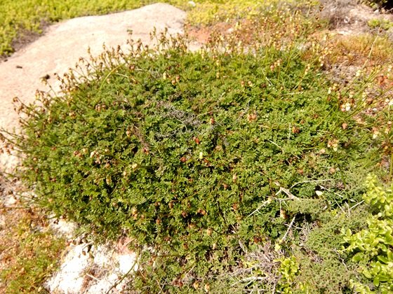 Hermannia procumbens subsp. orgasmiodorata