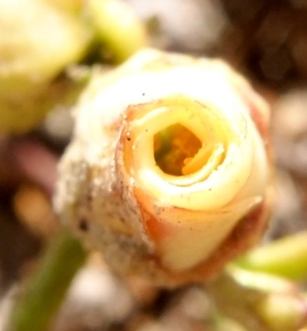 Hermannia procumbens subsp. orgasmiodorata flower
