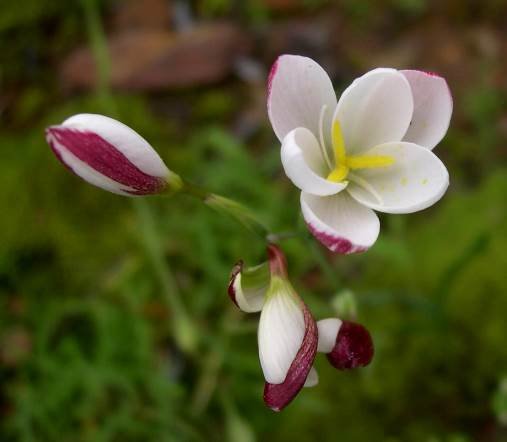 Hesperantha
