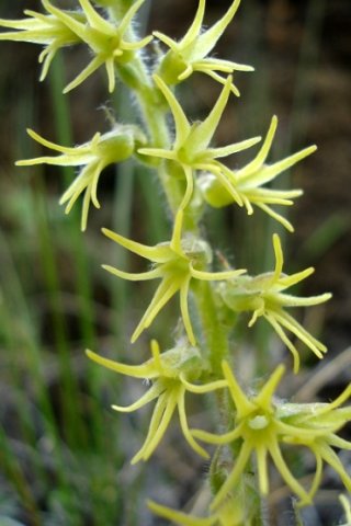 Holothrix incurva flower spike