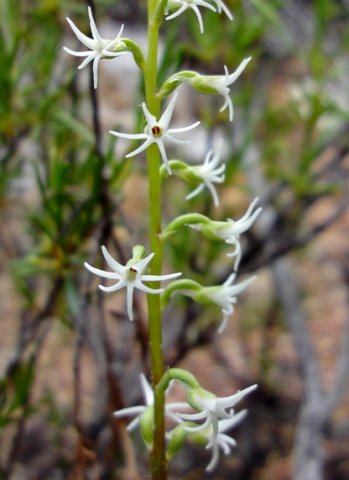 Holothrix secunda white flowers