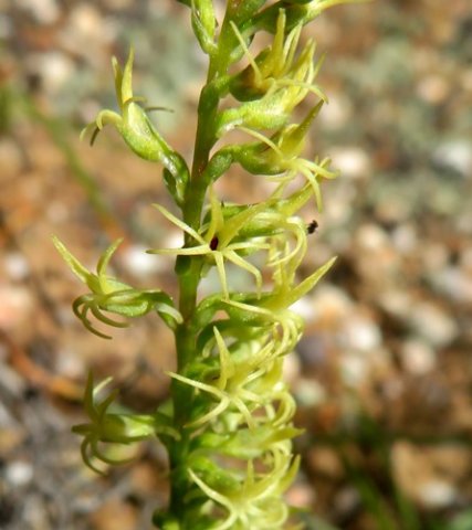 Holothrix secunda not quite secund