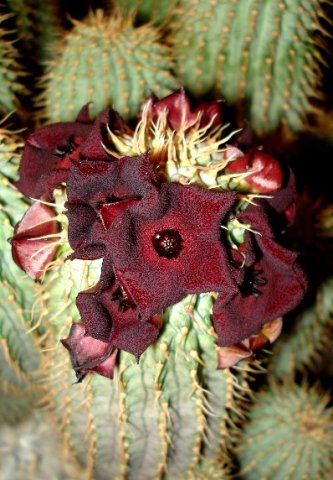 Hoodia pilifera subsp. annulata flowers