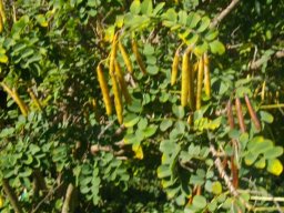 Indigofera jucunda fruiting