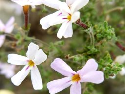 Jamesbrittenia tortuosa white lobes, purple tubes
