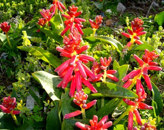 Lachenalia bulbifera