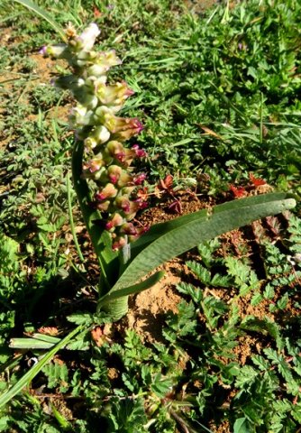 Lachenalia canaliculata leaves