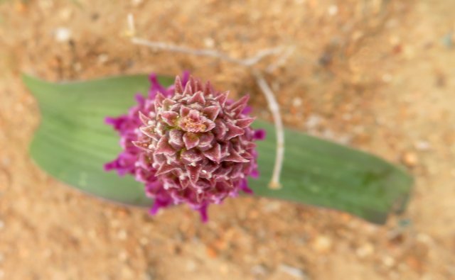 Lachenalia carnosa from above