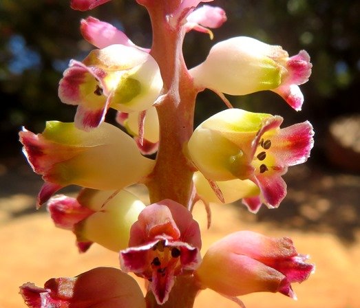 Lachenalia membranacea inflorescence peduncle