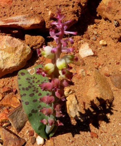 Lachenalia membranacea leaf spots