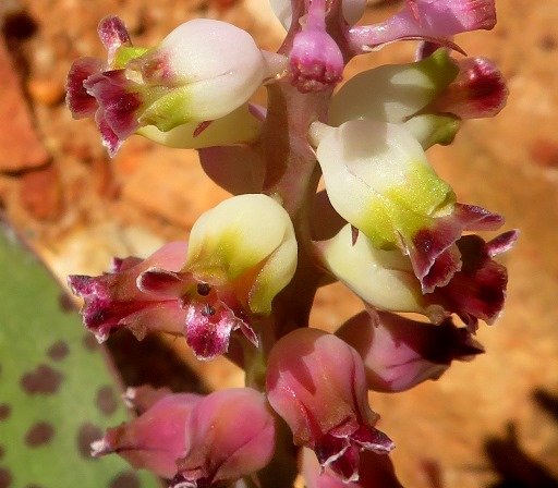 Lachenalia membranacea flower colour change