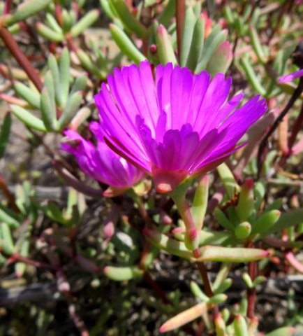 Lampranthus coralliflorus leaves