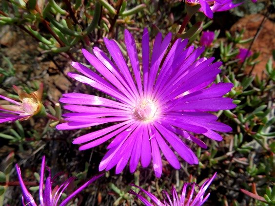 Lampranthus coralliflorus flower