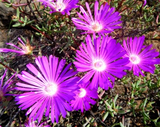 Lampranthus coralliflorus flowers