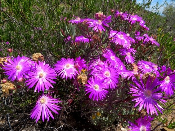 Lampranthus coralliflorus