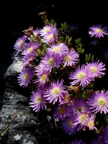 Lampranthus