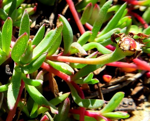 Lampranthus reptans curving pedicel