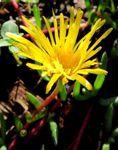 Lampranthus reptans flower