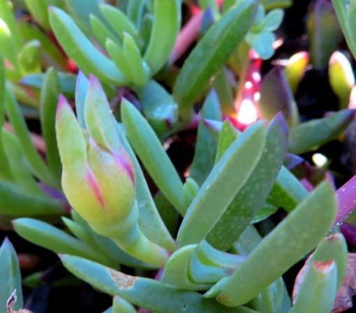 Lampranthus reptans bud