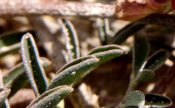 Lessertia argentea leaflets