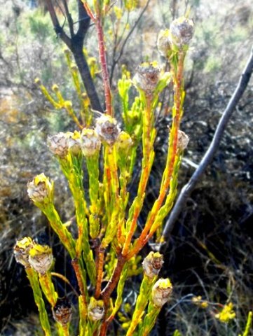 Leucadendron corymbosum