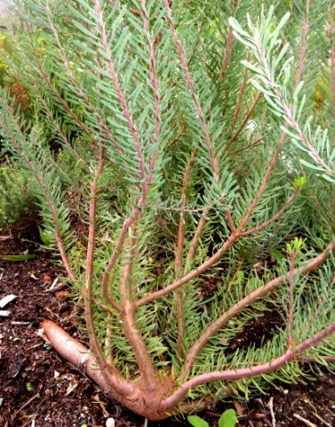 Leucadendron galpinii