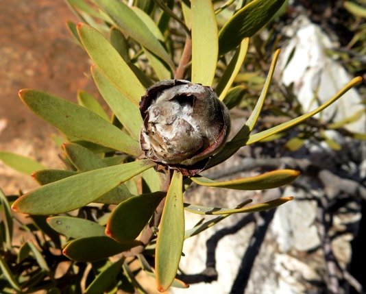 Leucadendron pubescens only slight pubescence