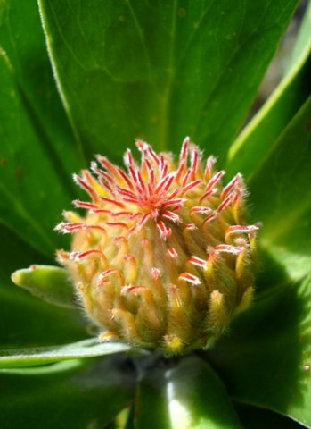Leucospermum conocarpodendron early life of a flowerhead