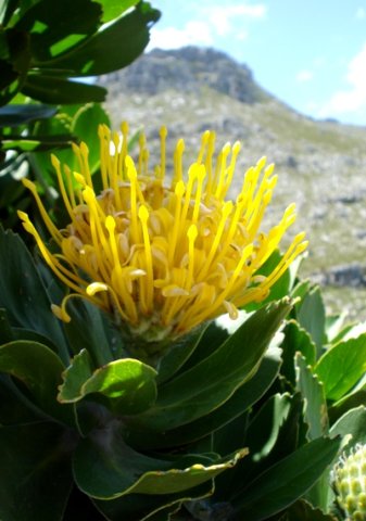 Leucospermum conocarpodendron when all has gone well