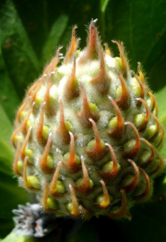 Leucospermum conocarpodendron perianths appearing