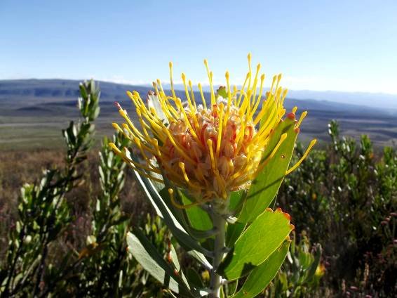 Leucospermum cuneiforme flowerhead