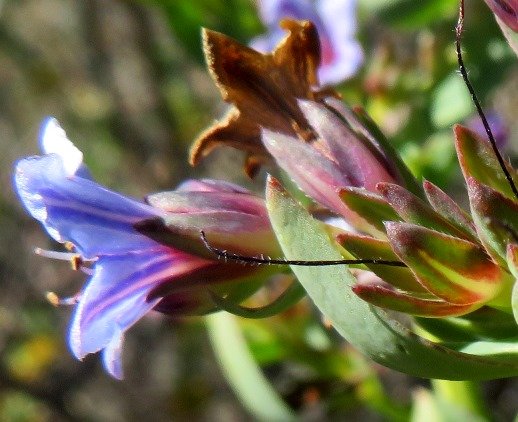 Lobostemon glaucophyllus in profile