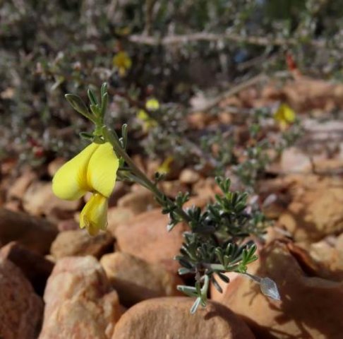 Lotononis dahlgrenii leaves