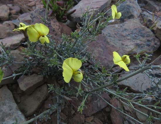 Lotononis dissitinodis