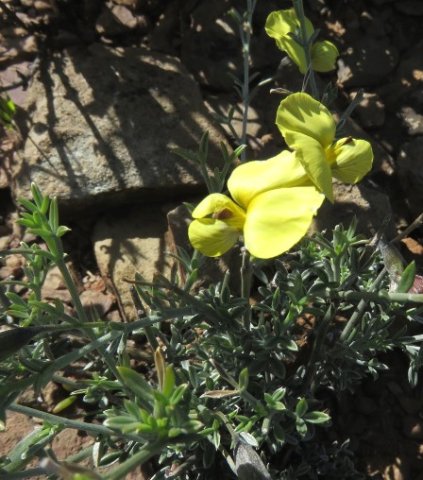 Lotononis dissitinodis leaves and flowers