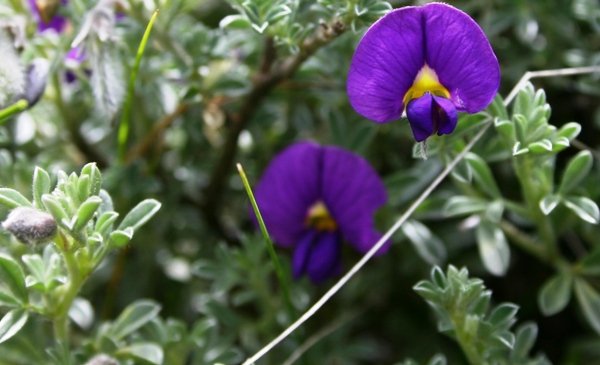 Lotononis galpinii flowers